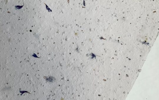 blue petal seed paper- grupoblkm